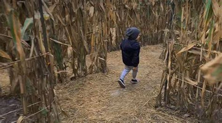 Archie running through maze