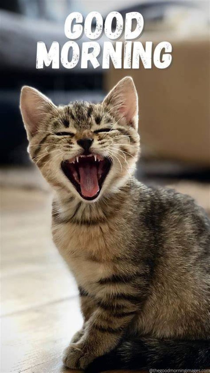 Cat on this morning with ben and Louis Walsh