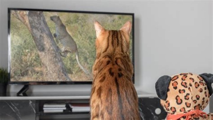Cat on TV in LBD with sheer tights and stilettos