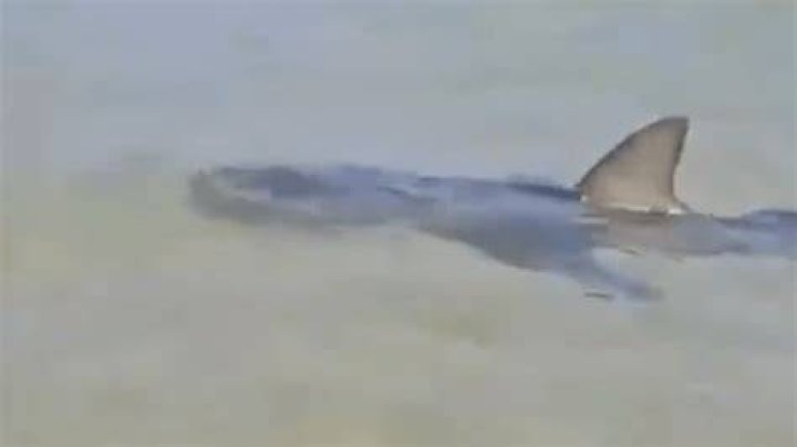 Chilling reason sharks targeted victims in waist-high waters after 5 mauled