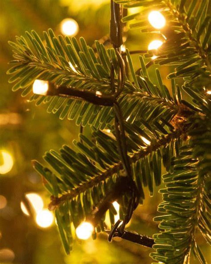 Christmas tree with lights | Photo: Shutterstock