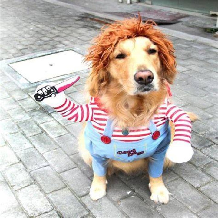chucky dog costume