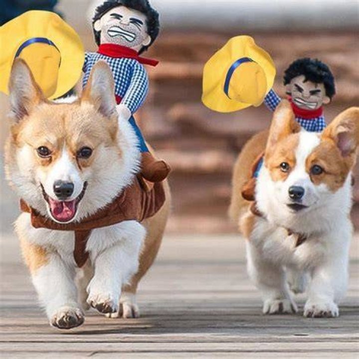 cowboy dog costume