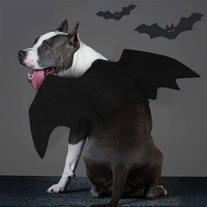 dog bat halloween cstume