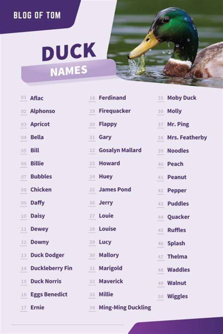 Funny Duck Name Ideas 100 Best Funny Duck Names Savvy Farm Life