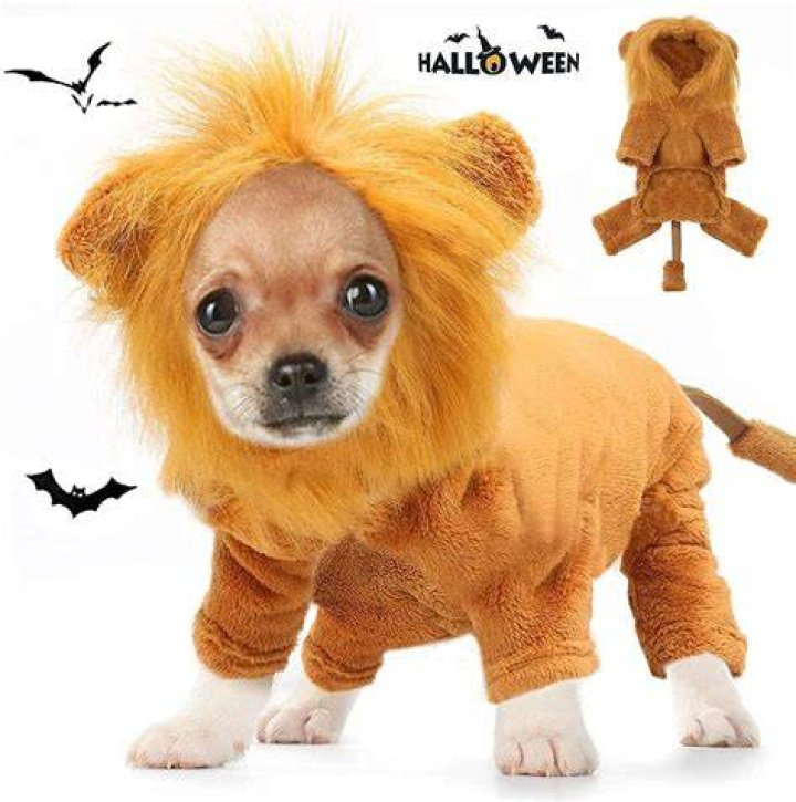 lion dog costume