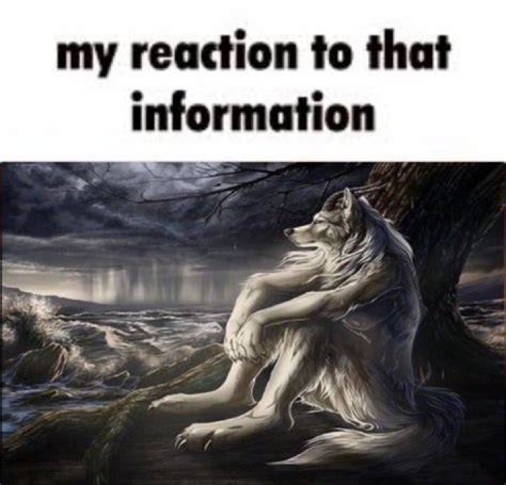 Lobo Solitario / Wolf Sitting Meme Lobo Solitario / Sitting Wolf Know Your Meme