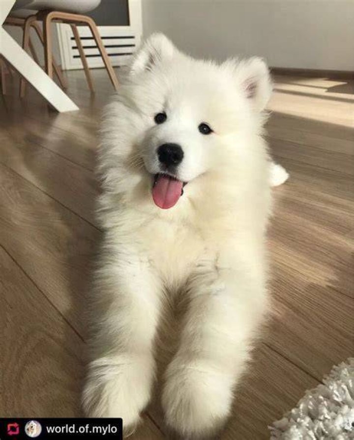 Mylo as a tiny puppy