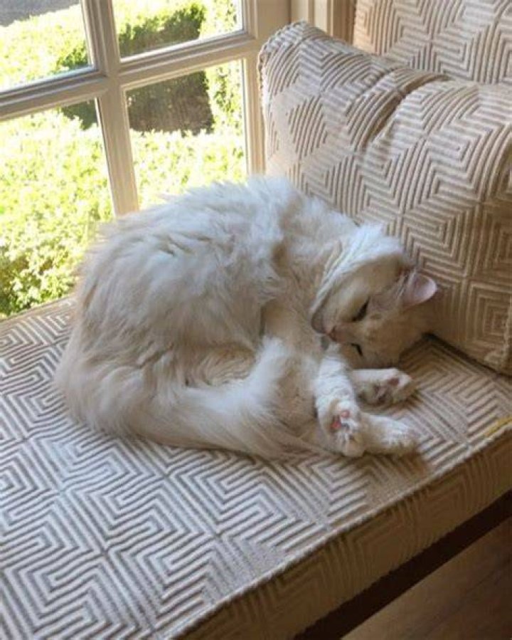 Nicole Kidman cat window seat