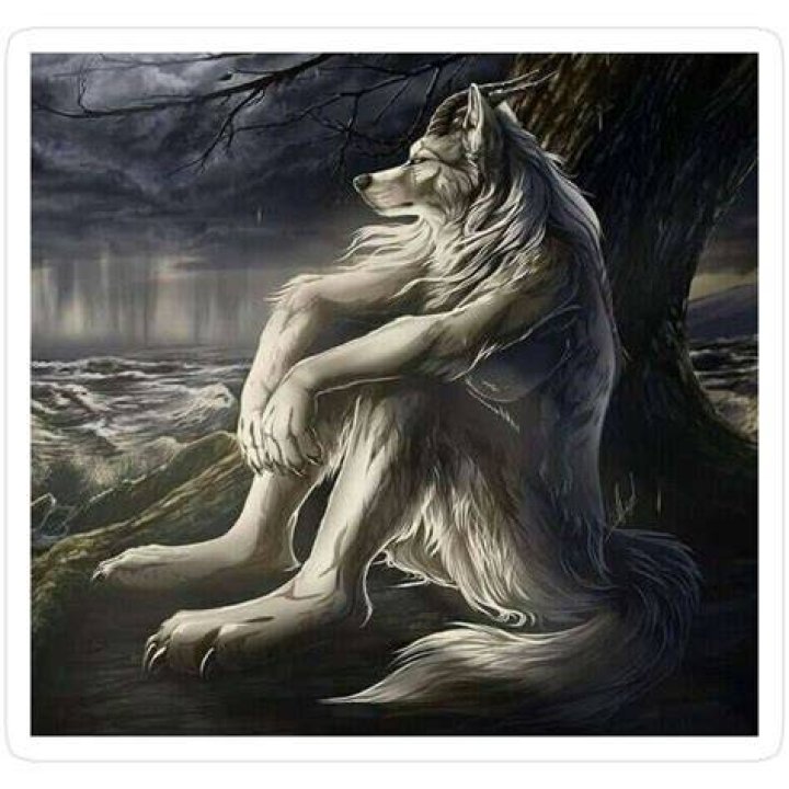 Other Wolf Sitting Meme Wolf Memes / Lobos Con Frases / Sitting Wolf Know Your Meme