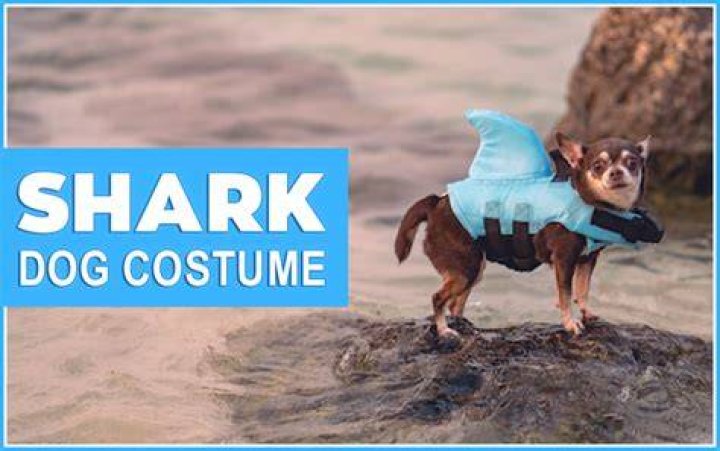 shark dog costume
