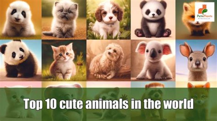Top 10 Cutest Animal in the World - No 7 Will Surprise You