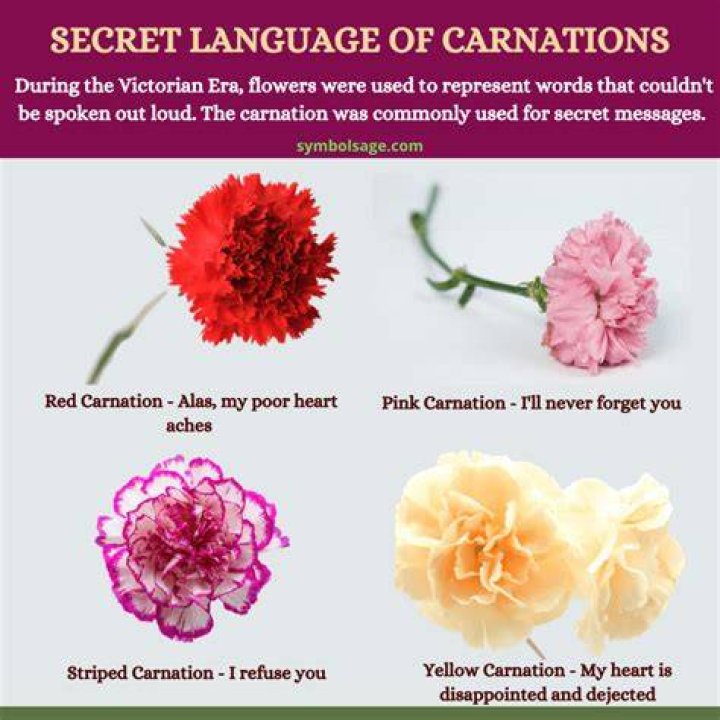 What Do Carnations Symbolize? Carnation flower meaning, Carnation flower, Flower meanings