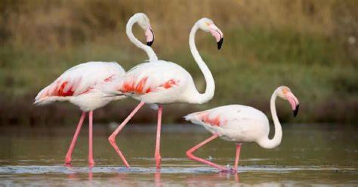 What Do Pink Flamingos In Your Yard Mean?