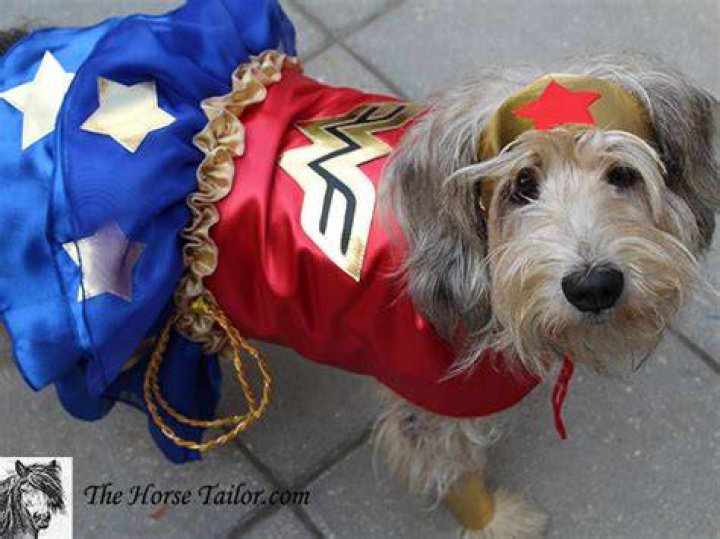 wonderdog costume